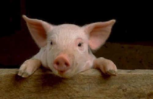 В САЩ от свински грип заболя... свиня