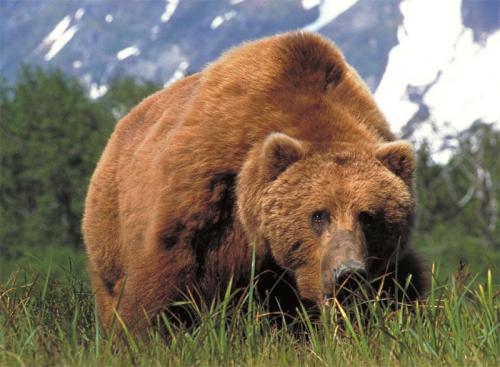 Убиха мечка, нападнала ловци край с. Малево
