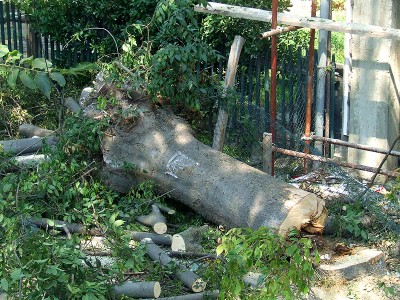 Три стогодишни дървета отсечени заради строеж във Варна