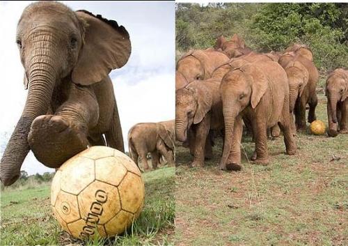 Футболна треска завладя слончета 