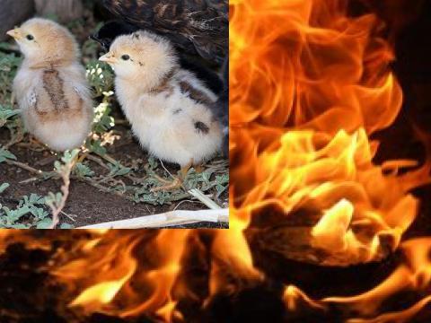 Пламна птицеферма, 18 500 пилета отидоха зян