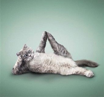 Котки - йоги покоряват света