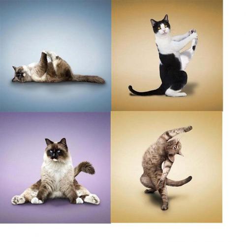 Котки - йоги покоряват света