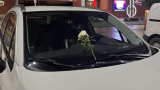 Пловдивчанка получи бяла роза на колата си - било зловещо знамение СНИМКА