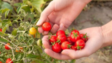 Производителка на чери домати от Пловдивско каза защо трябва да заложим на родния продукт 