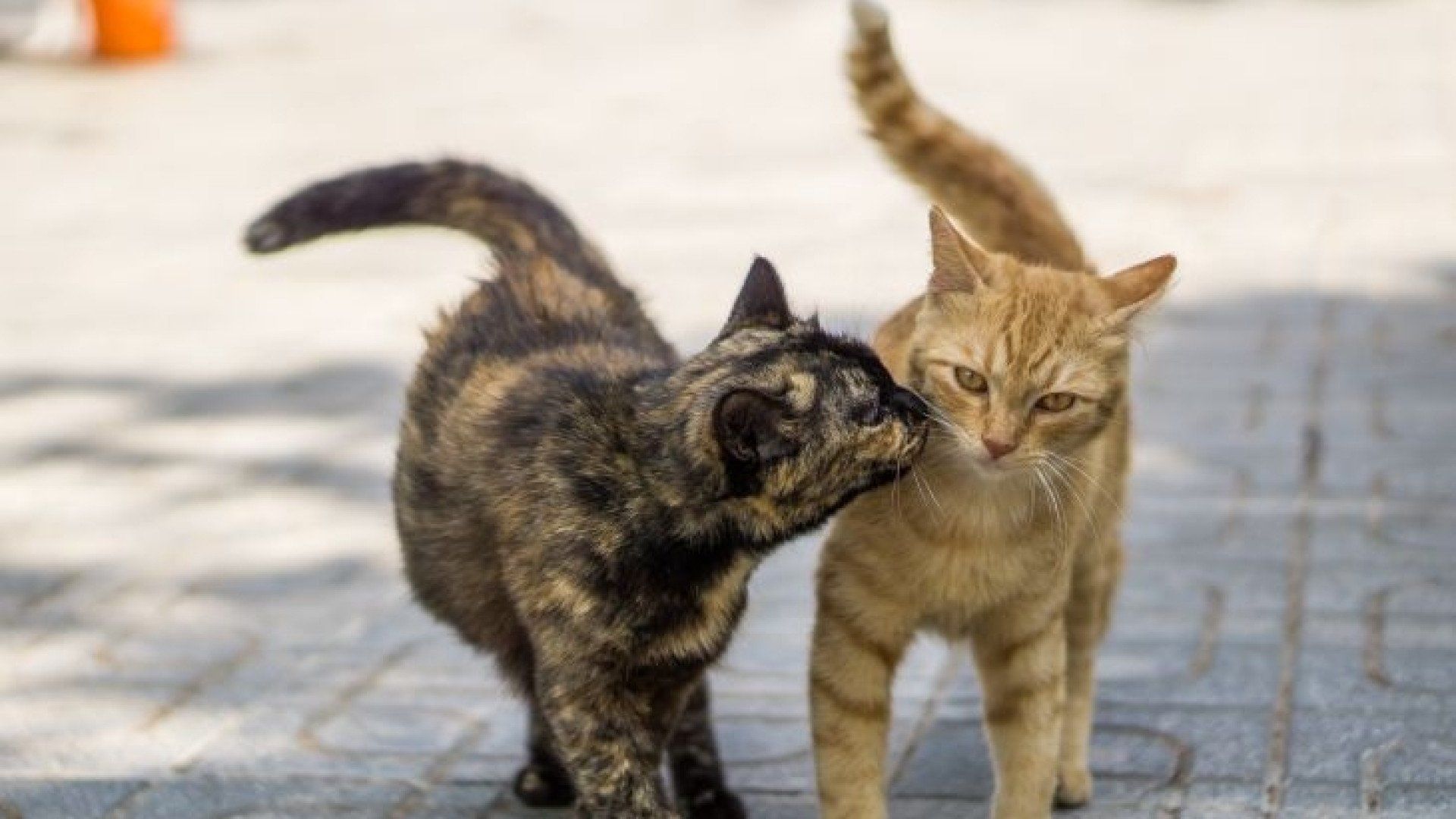 Котешката драма в Пловдив продължава, собственичка надхитри всички нощес СНИМКИ