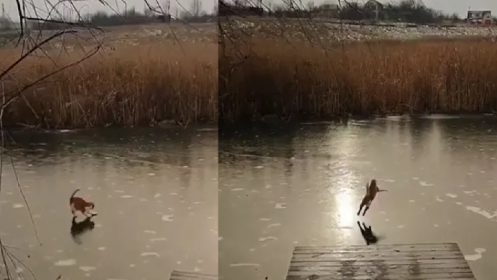 Котка се разходи по лед за първи път и изпадна във възторг ВИДЕО