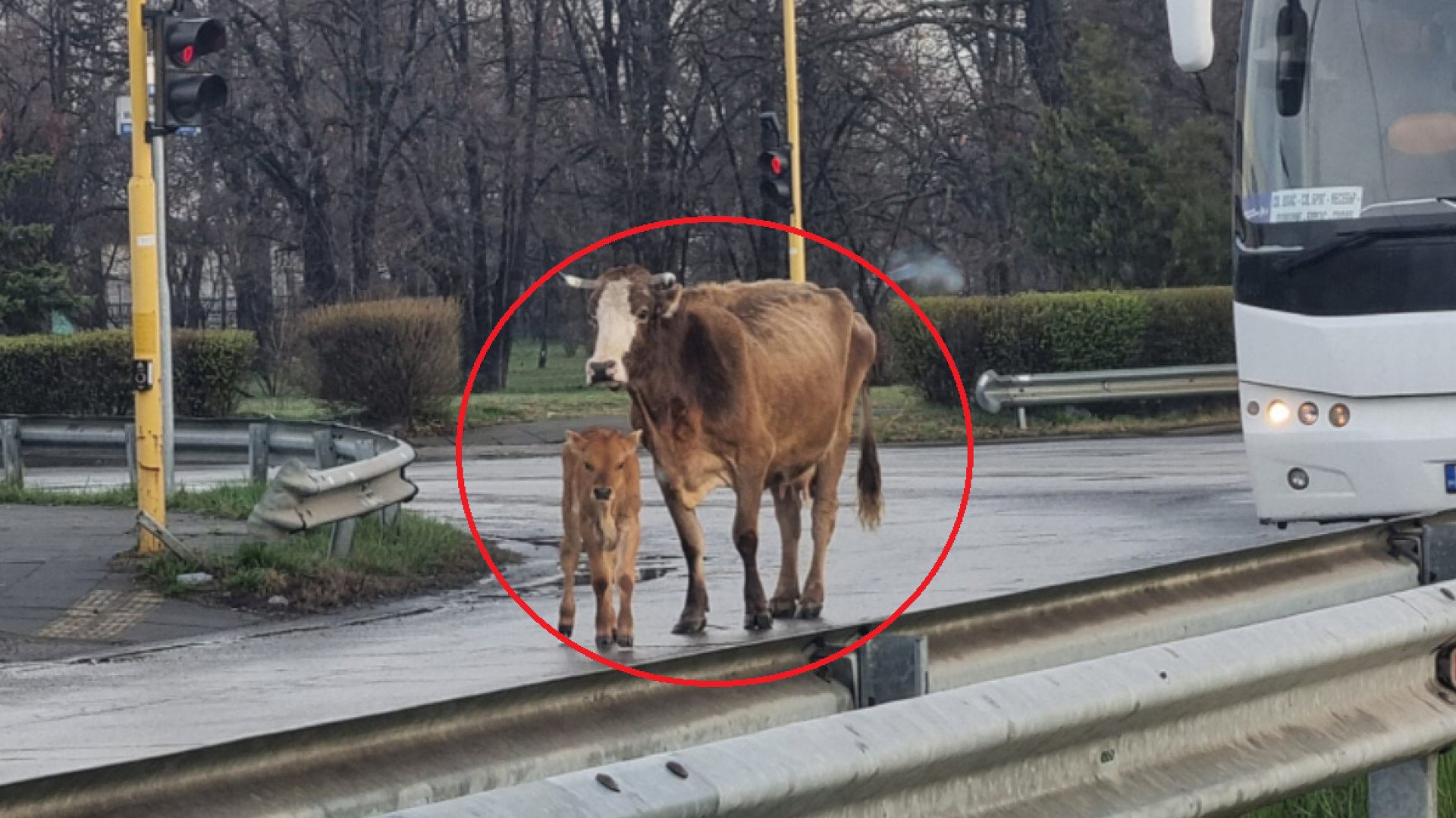 Невиждан екшън край летище София, има пострадала жена СНИМКИ 