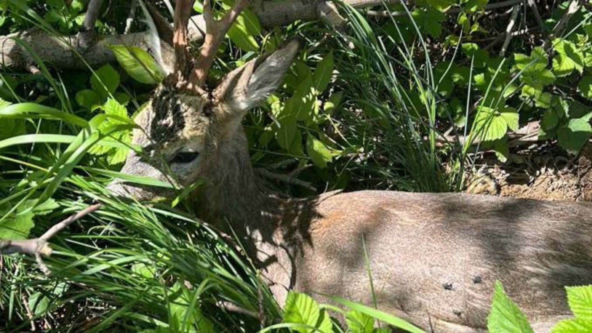 Кошмарна находка в храстите край Драгичево СНИМКИ