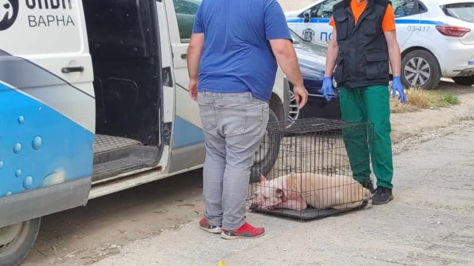 Питбулът-убиец е проливал кръв и преди, а мъртвата му стопанка...