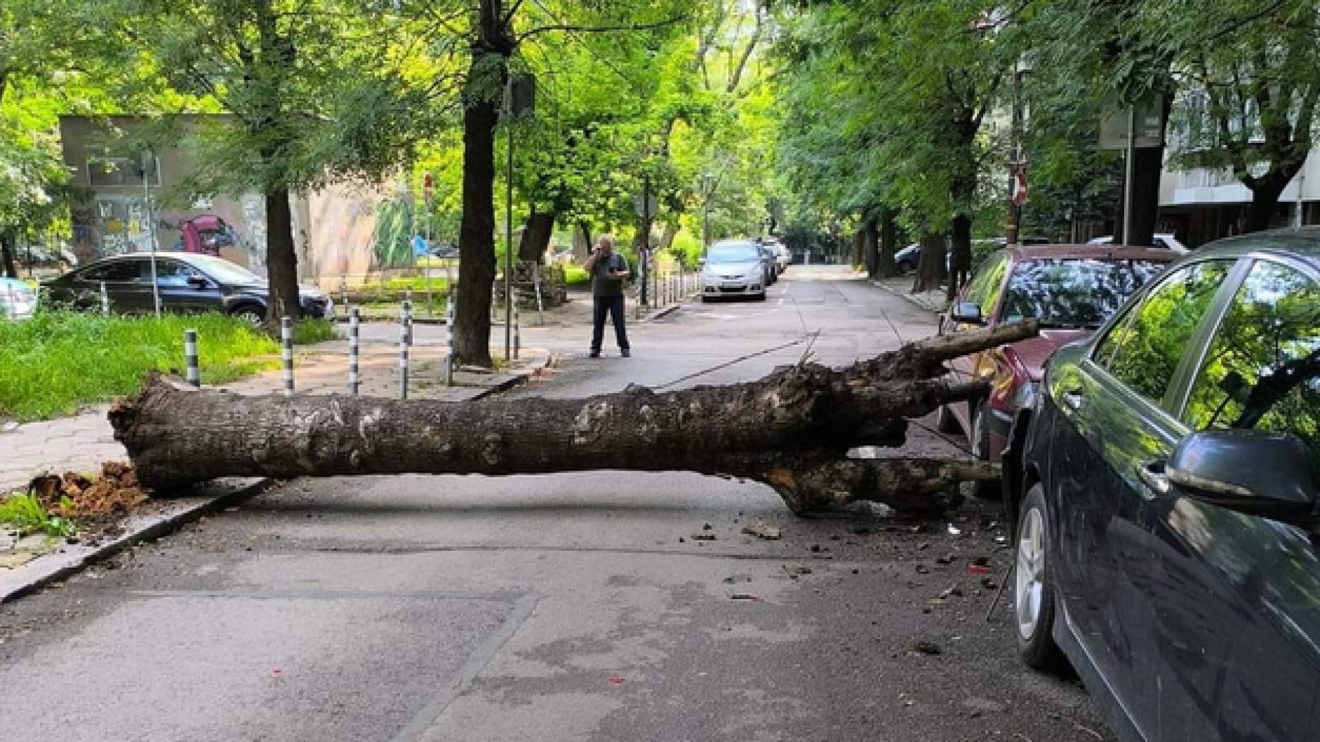 Огромно дърво едва не уби на пъпа на София СНИМКИ