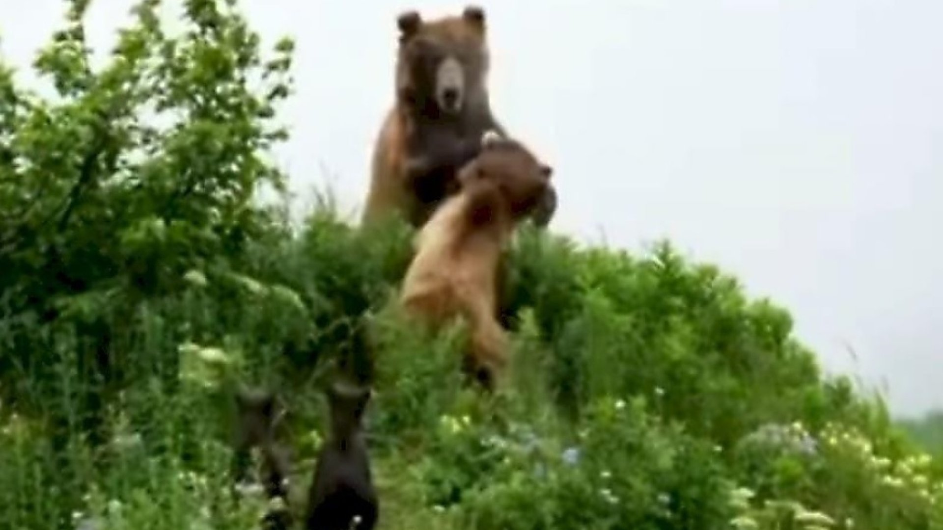 Вижте как майка мечка влезе в битка и спаси малките си ВИДЕО