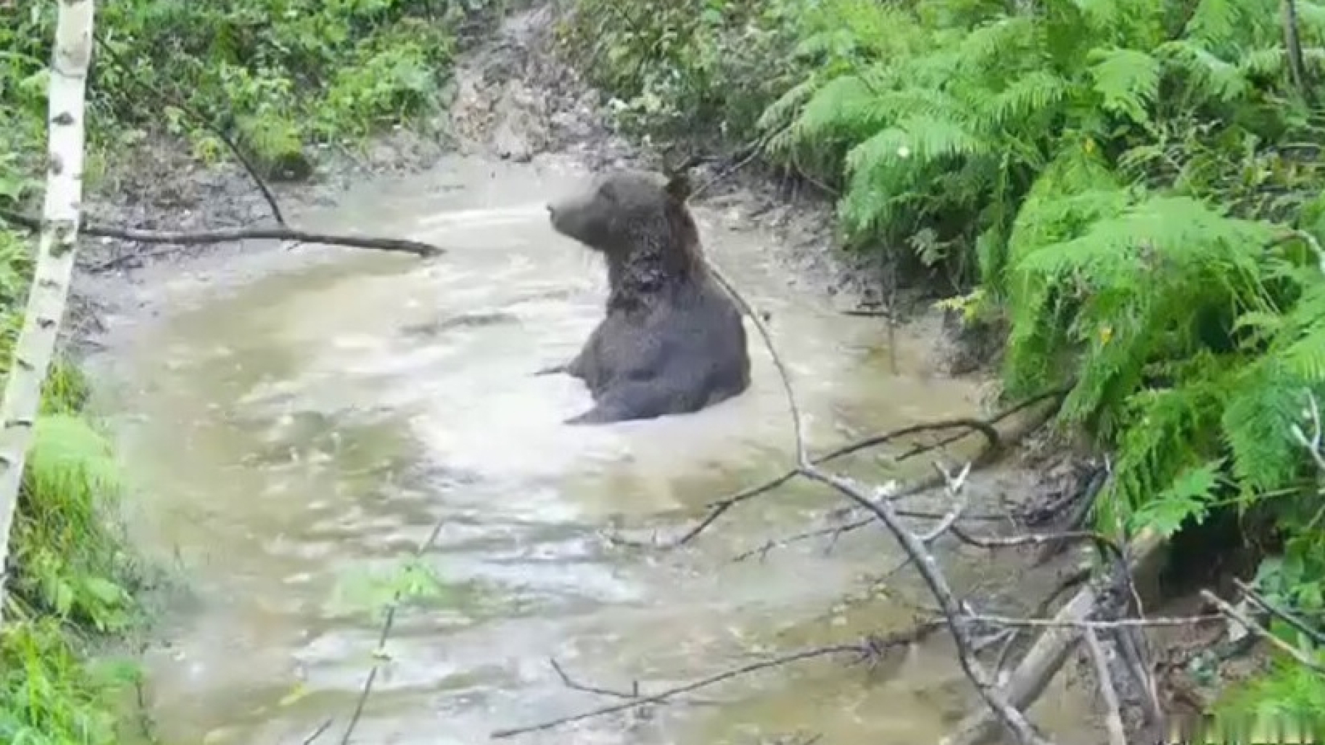 Вижте как мечок си взима вана и се наслаждава на живота ВИДЕО