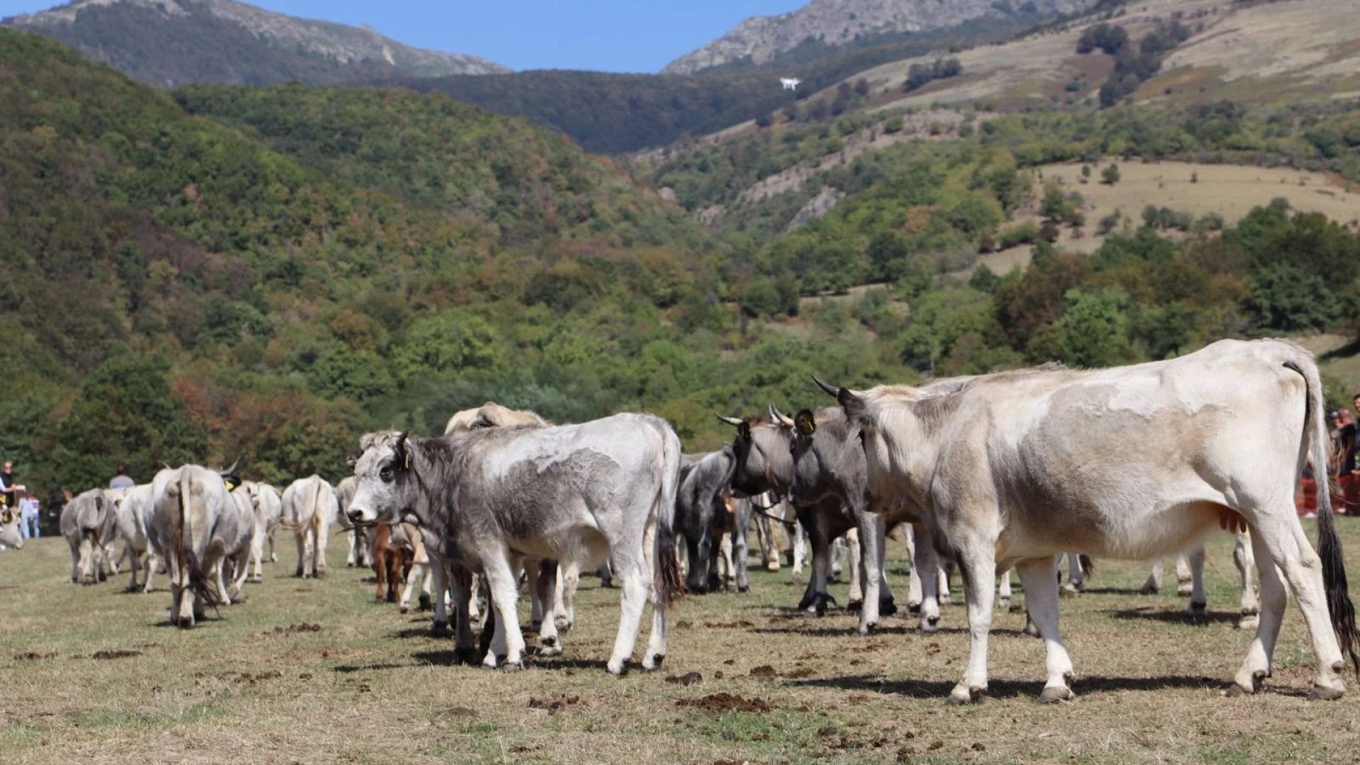 Тези расови животни се гледат само в България, превзеха наш град СНИМКИ