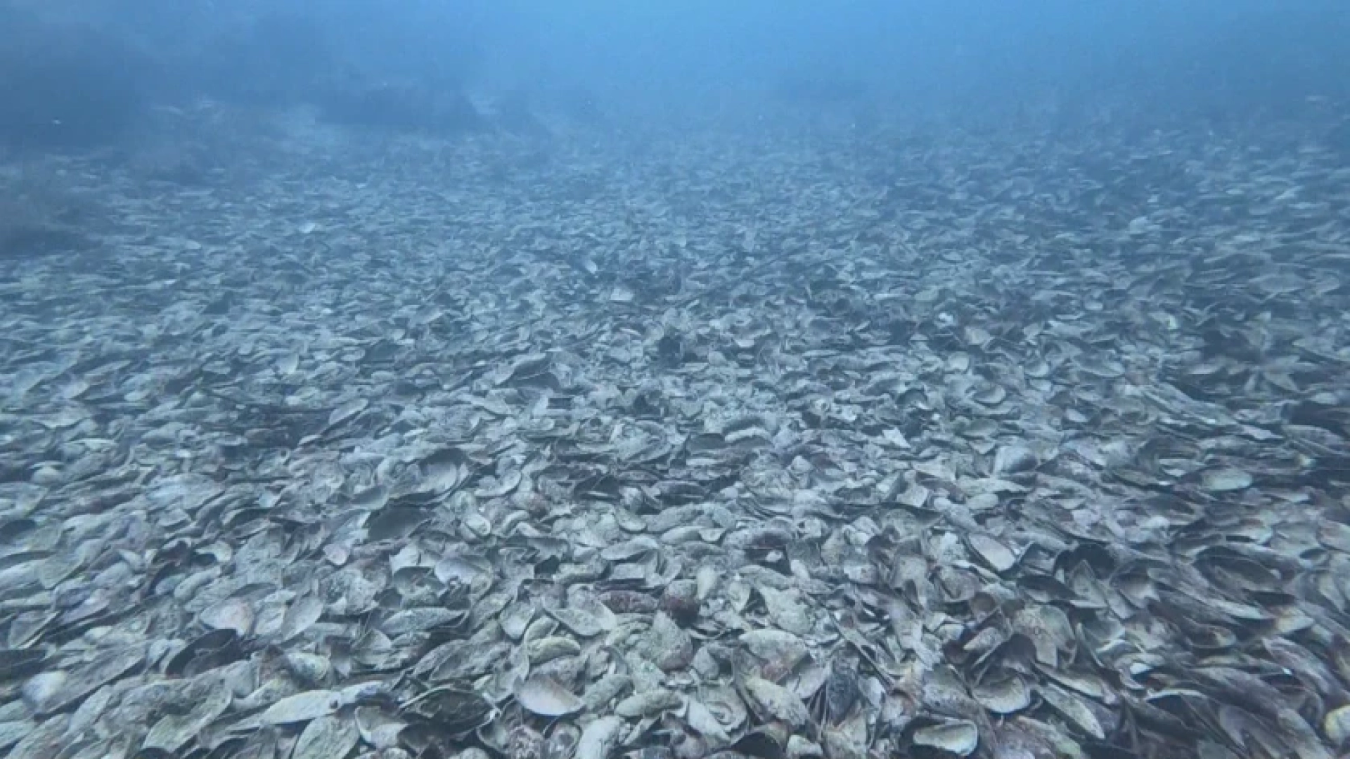 Нещо странно се случва на дъното на Черно море, но любим морски деликатес се върна! СНИМКИ