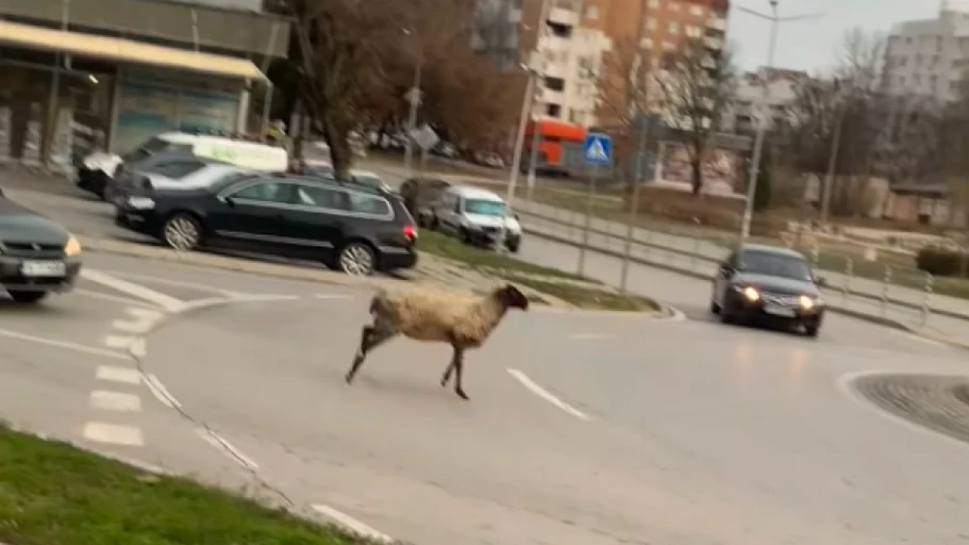 Това ВИДЕО с овца в Шумен взриви мрежата