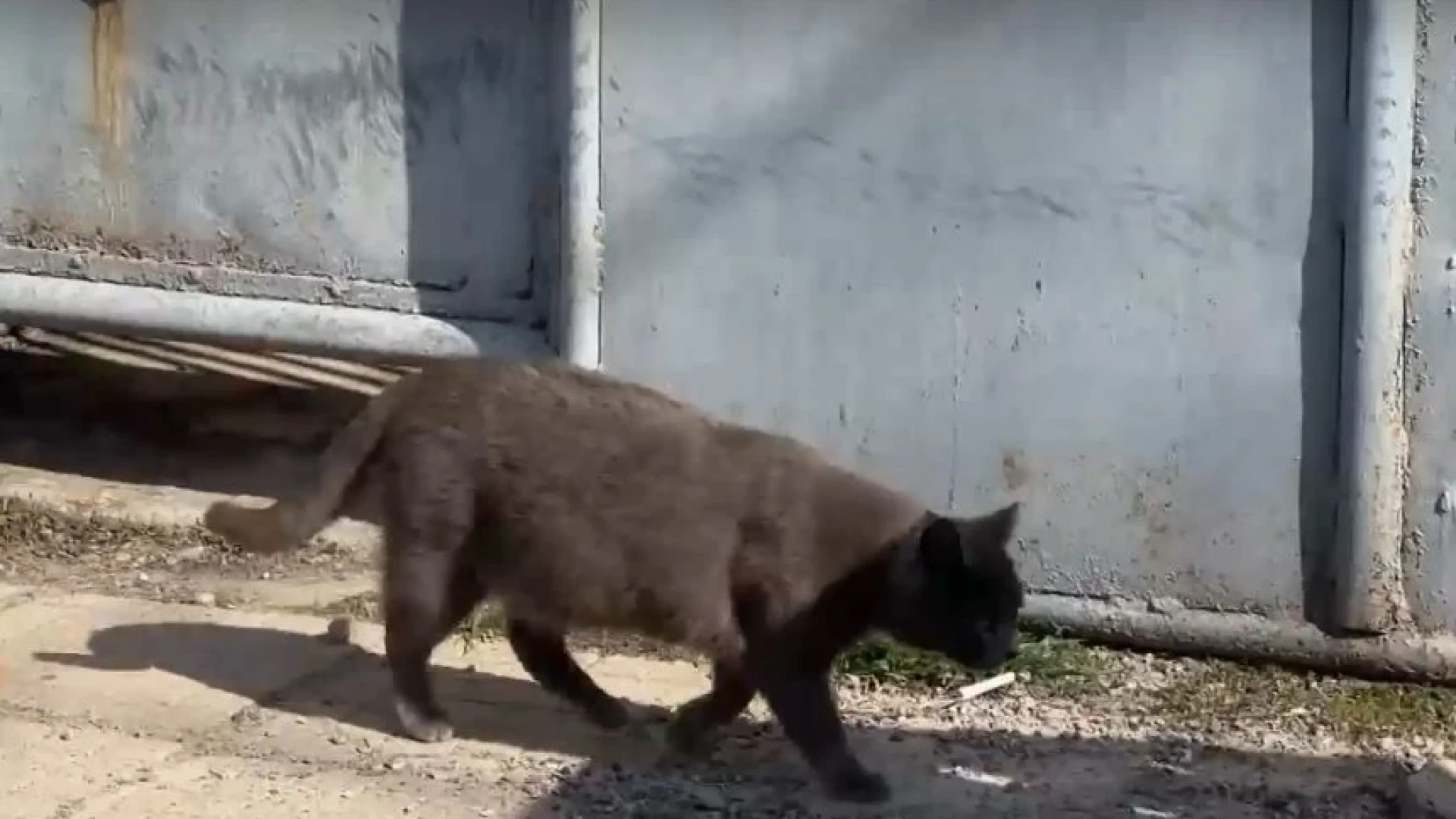 Мистерия с котката, спасила дете в Нова Загора ВИДЕО
