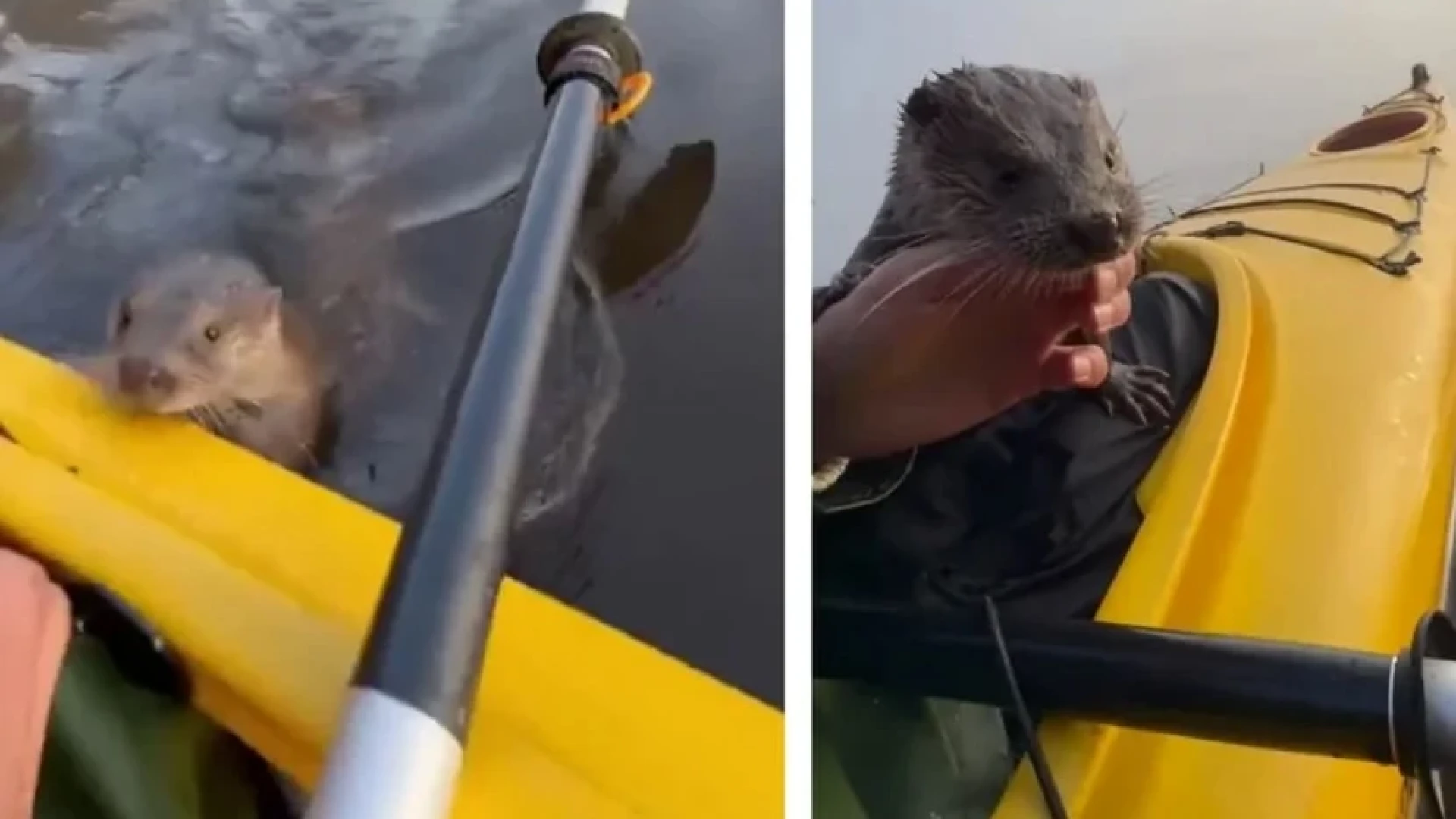 Вижте как видра благодари на своя спасител ВИДЕО