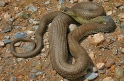 Страхът от змии отива в историята след това научно откритие