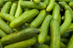 Страхотен трик за богата реколта от краставици