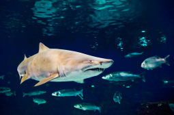 3-метрова акула разкъса мъж за секунди в плитка вода!
