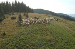 Селянин от Петричко проплака: Отровиха ми овцете