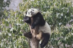 Панда заспа в очарователна поза на клон СНИМКА