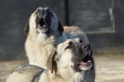 Жестока трагедия във Вълчедръм: куче нахапа възрастна жена, тя почина