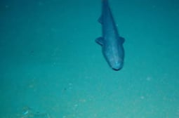 За първи път заснеха много рядък хищник, живеещ на дъното на океана ВИДЕО