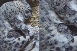Това бебе снежен леопард, прегръщащо майка си, ще разтопи сърцето на всеки ВИДЕО