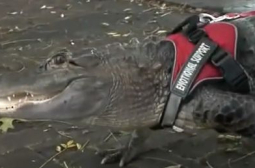 Прочут алигатор избяга, собственикът му отчаяно го дири ВИДЕО