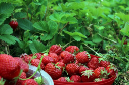 Трагедия с българските ягоди, производители стенат от мъка