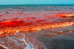 Червен кошмар в Мраморно море, наред е Черно море