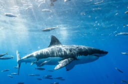 Инженер от NASA провери дали наистина акулите ще доплуват до миризмата на капка кръв ВИДЕО