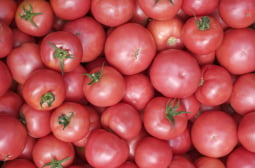 Смут и тревога: Кога ЕК е искала забрана на розовия домат