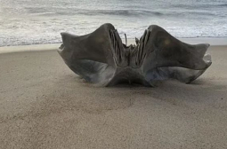 Гигантски череп от 40-тонно страховито същество е открито на US плаж СНИМКА