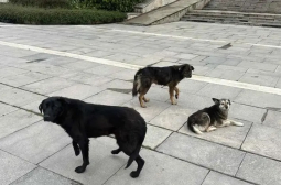 Вятърът на "Промяната": Глутници кучета готови да късат хора пред НДК СНИМКИ