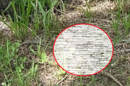 Смъртоносна твар пропълзя на сантиметри от мъж в парк в Благоевград СНИМКИ