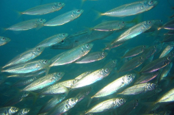 Нещо много лошо се случва с рибата в Черно море, може да стане голям проблем