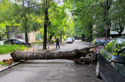 Огромно дърво едва не уби на пъпа на София СНИМКИ