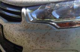 Съвети как да премахнете следите от мушици от колата си