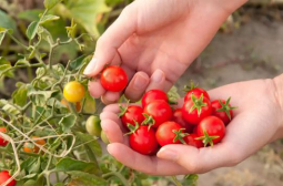 Производителка на чери домати от Пловдивско каза защо трябва да заложим на родния продукт 