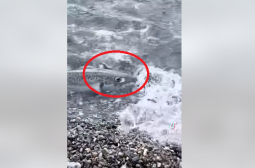 Паника! Опасни чудовища нападат плувци в морето край любим на българите гръцки остров 
