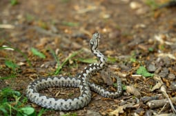 Лоши новини за жената, ухапана от змия в Кресна