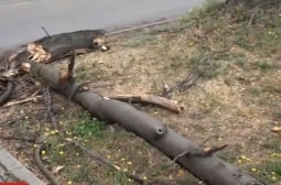 Апокалипсис в България: Дърво смаза движещ се автомобил, друго скъса жици и спря тока ВИДЕО