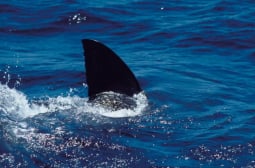 Истински ужас: Акула отхапа част от крака на жена ВИДЕО 18+