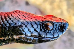 Уловиха една от най-редките змии у нас СНИМКИ