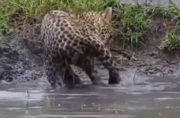 Леопард разсмя мрежата със своя улов във водоем ВИДЕО