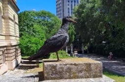Мистериозна и зловеща птица се появи във Варна СНИМКИ