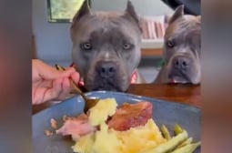 Кучешки "Мишлен": Обядът на тези две кучета изуми мрежата ВИДЕО